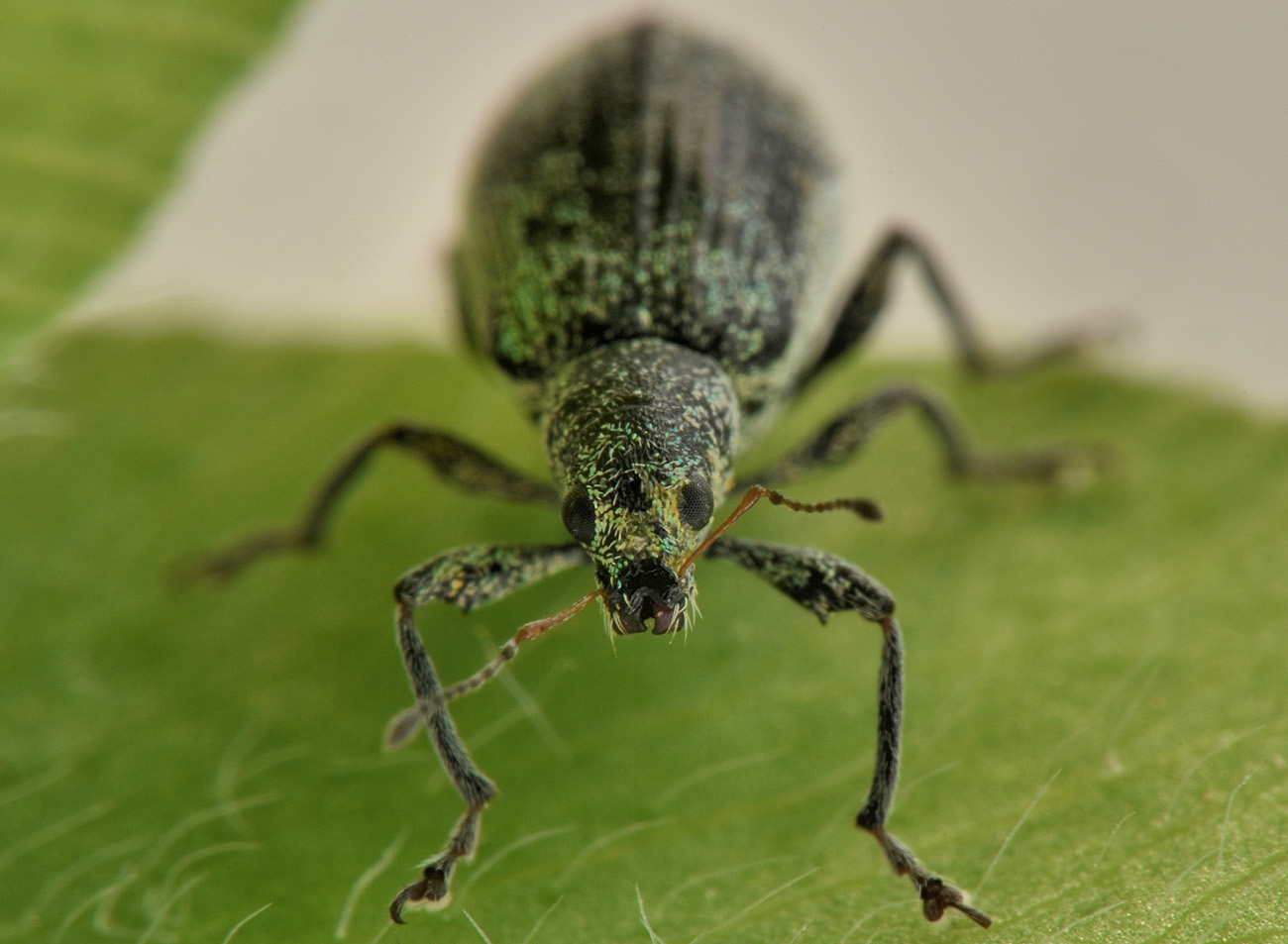 Curculionidae: Phyllobius sp?  No, Polydrusus cervinus, femmina